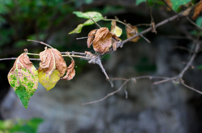 植物叶子枯萎处理 植物叶子枯萎处理