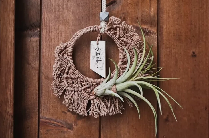 空气草购买指南