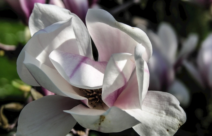 玉蘭花葉子用法 玉蘭花葉子用法