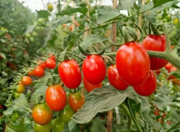 小番茄施肥方法 小番茄施肥方法