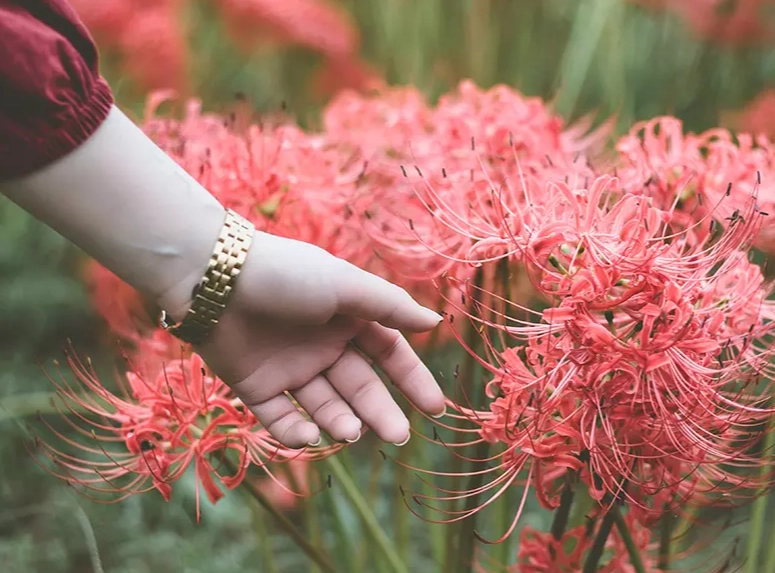 花卉象征 花卉象征