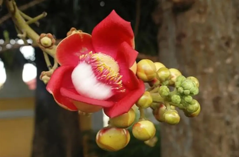 特有植物種類 特有植物種類