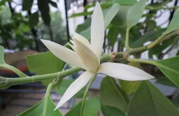 白蘭花種植 白蘭花種植