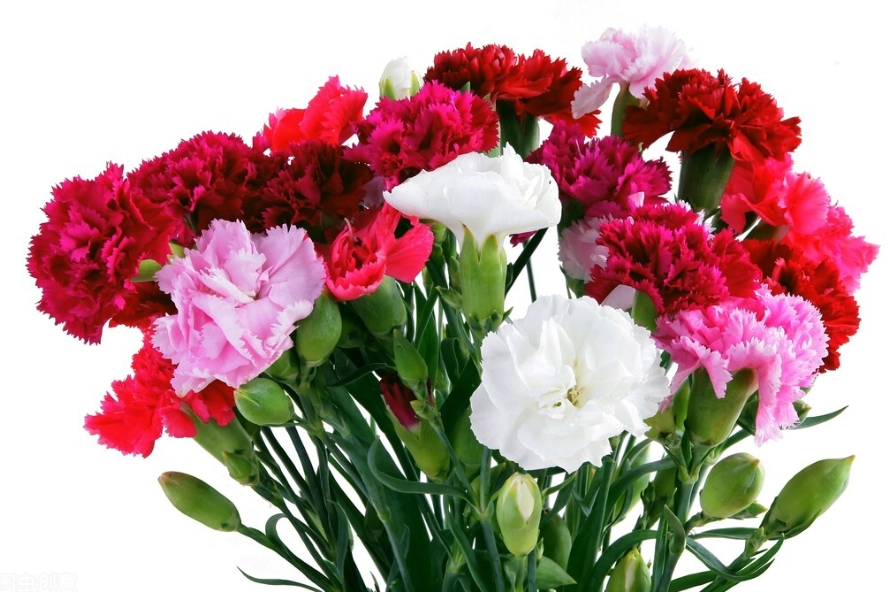 貓咪中毒症狀 貓咪中毒症狀