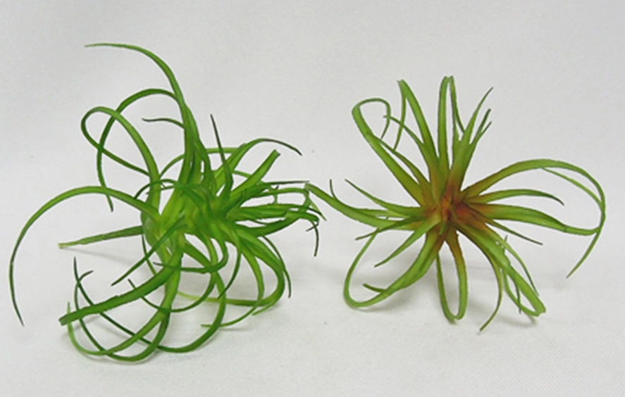 空氣草好處 空氣草好處