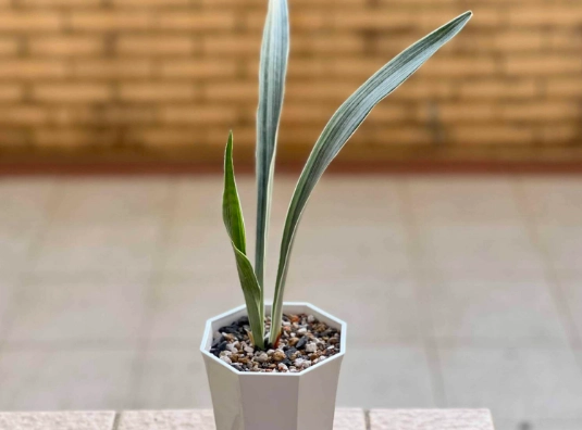 虎尾蘭澆水頻率 虎尾蘭澆水頻率