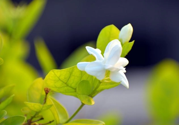 食用花種類 食用花種類
