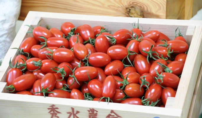 小番茄種植技巧