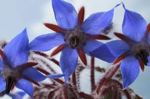 台灣勇氣花語 台灣勇氣花語