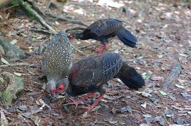 台灣山峰高度 台灣山峰高度