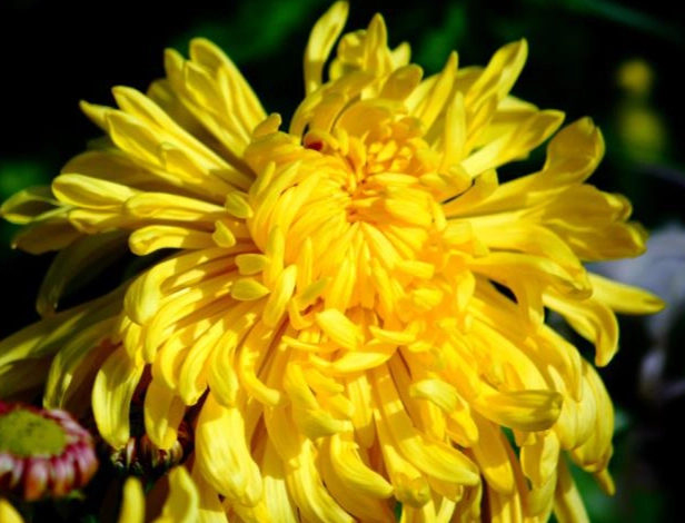 告別花語 告別花語