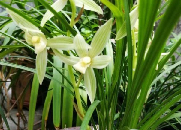 植物換盆技巧 植物換盆技巧