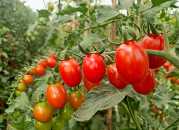 小番茄種植技巧