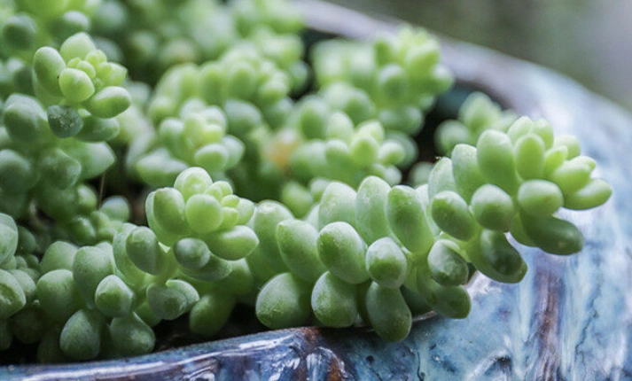 景天科多肉植物 景天科多肉植物