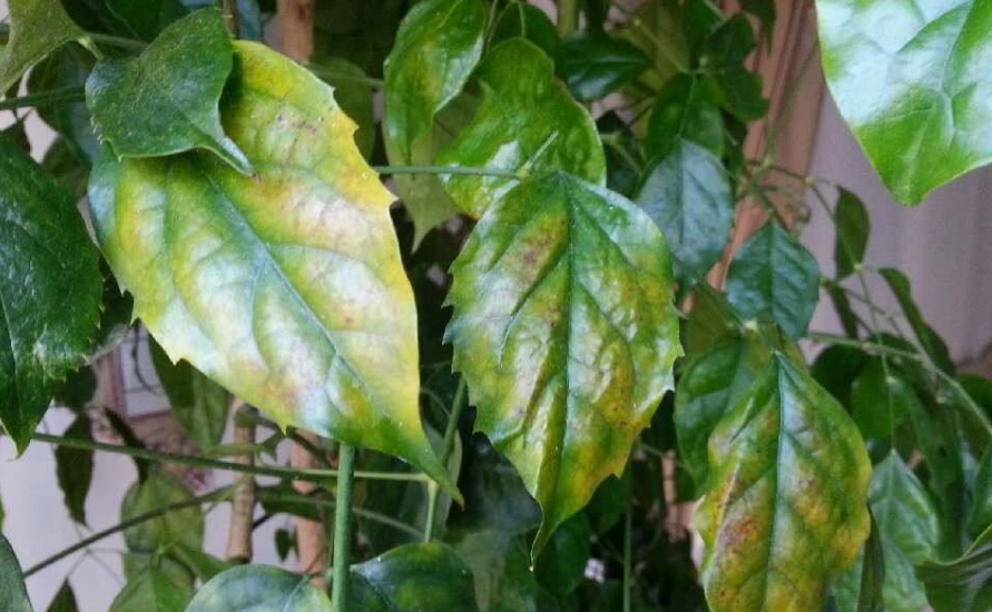 叶子枯萎急救 叶子枯萎急救