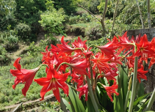 孤挺花花期 孤挺花花期