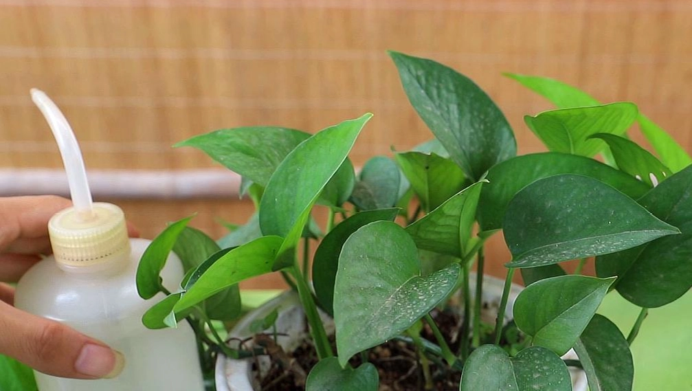 松蘿澆水方法 松蘿澆水方法