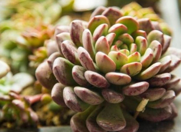 景天科澆水技巧