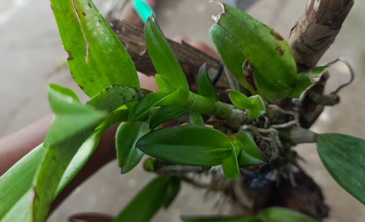 蘭花分株方法 蘭花分株方法