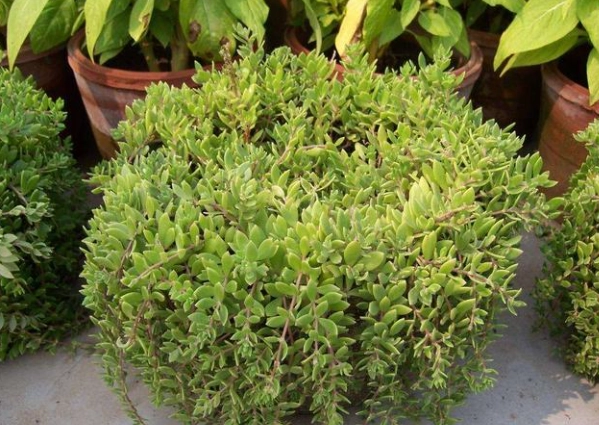 景天科澆水技巧