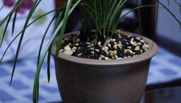 玉蘭花養護 玉蘭花養護