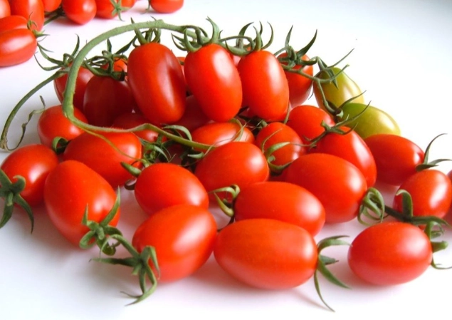 小番茄種植技巧