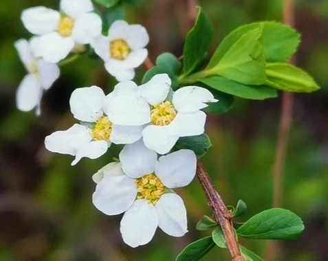 台灣勇氣花語 台灣勇氣花語