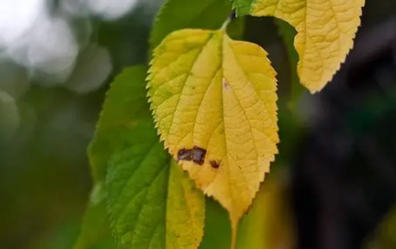 黃葉蔬菜安全 黃葉蔬菜安全