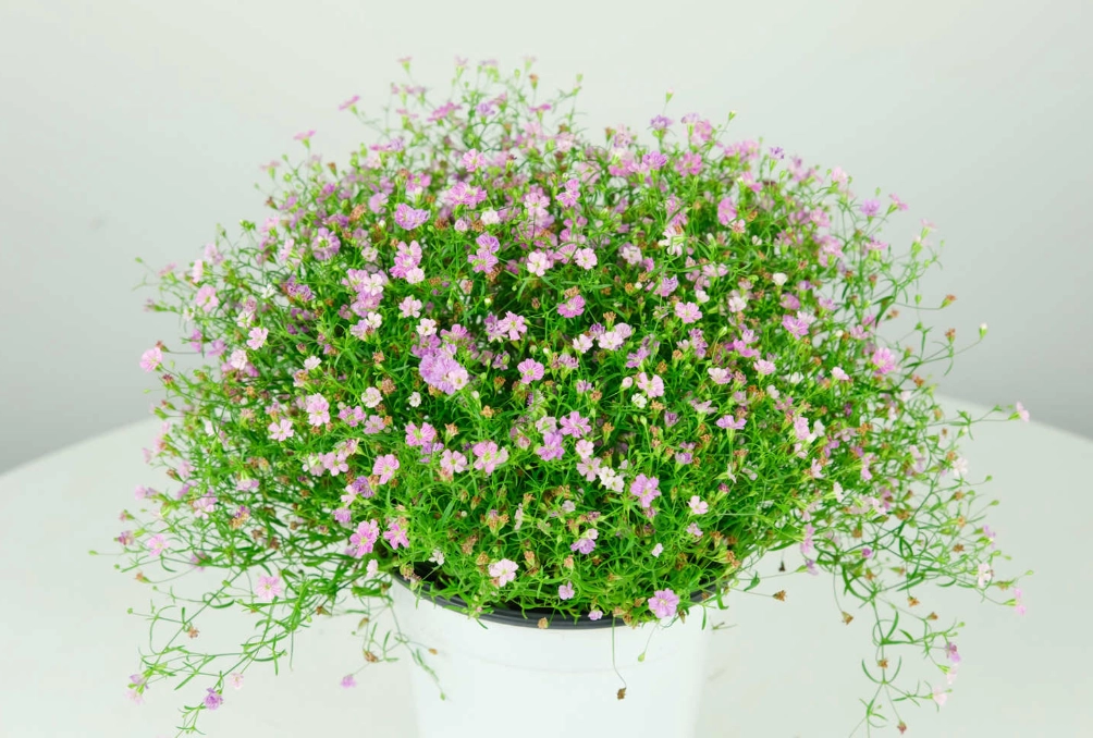 蘭花種植常見問題 蘭花種植常見問題