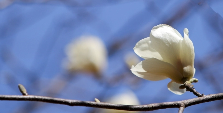 台灣玉蘭花景點 台灣玉蘭花景點