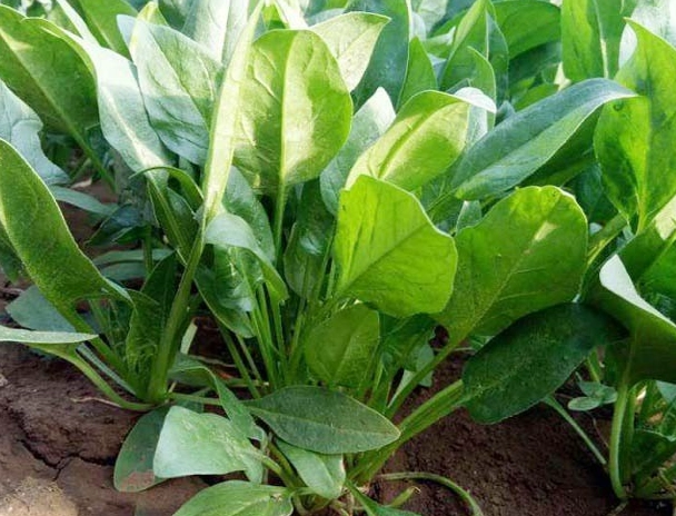 菜葉變黃原因 菜葉變黃原因