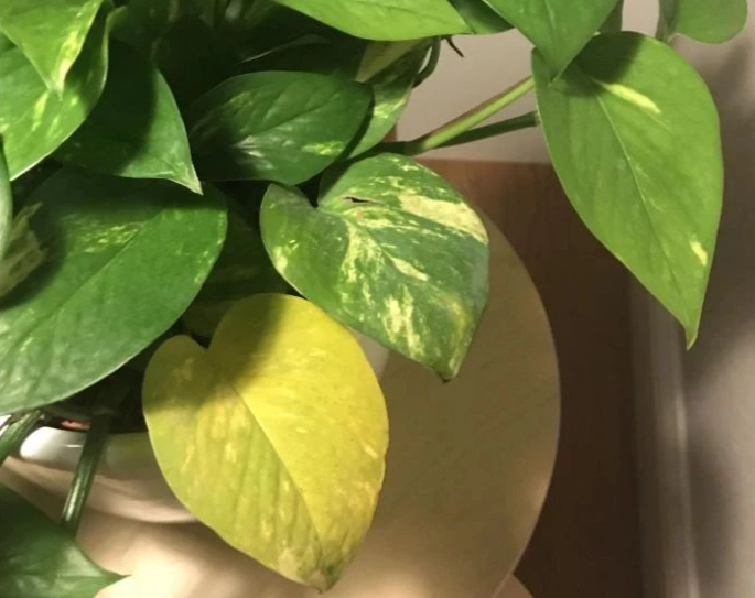 盆栽養護 盆栽養護