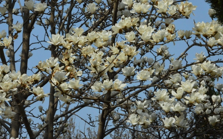 玉蘭花開花時間 玉蘭花開花時間