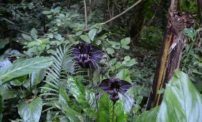 越南稀有植物 越南稀有植物