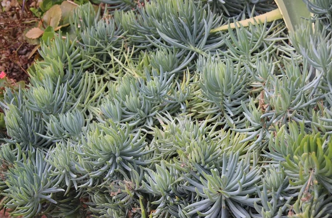 景天科多肉植物 景天科多肉植物