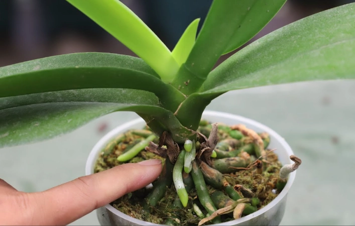 蘭花分株時機 蘭花分株時機