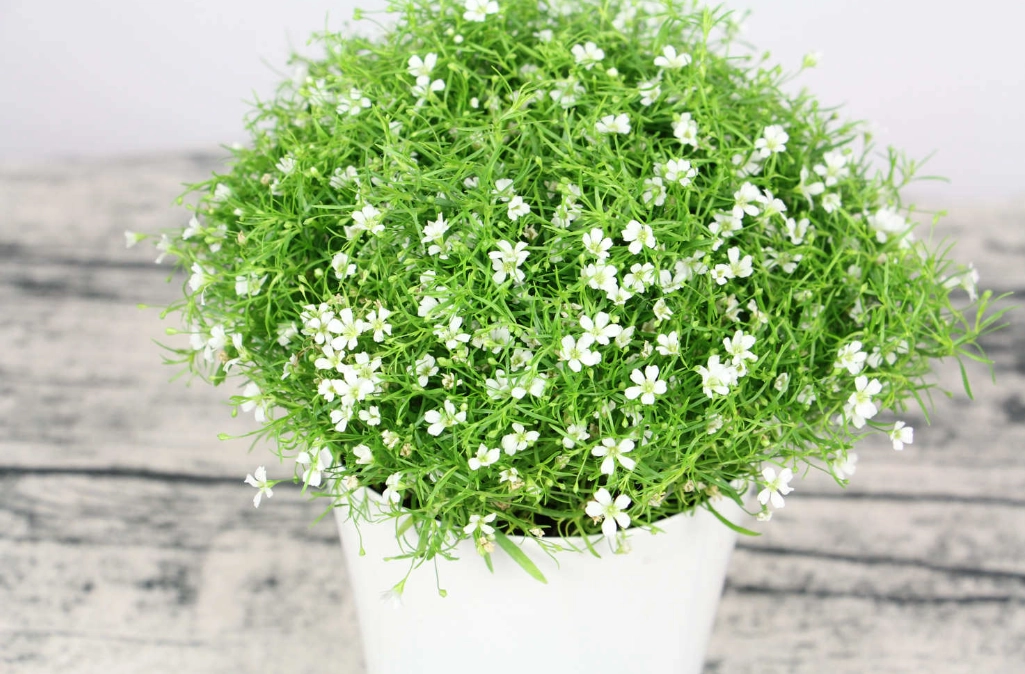 蘭花養護技巧 蘭花養護技巧