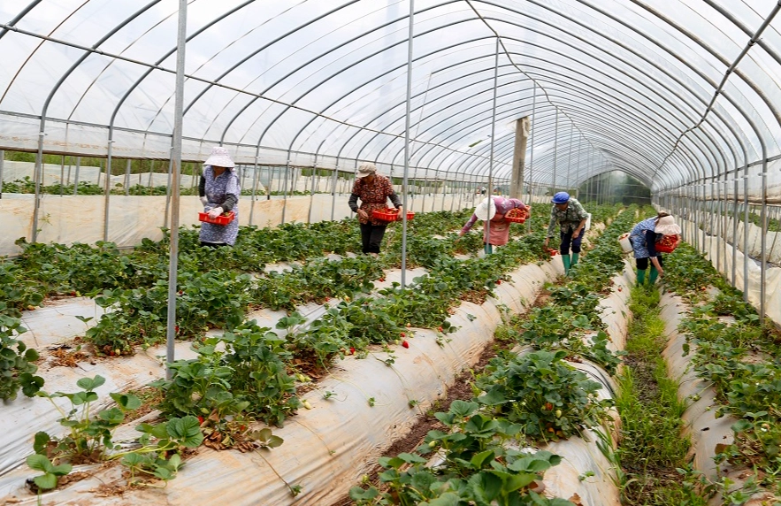 採草莓季節 採草莓季節