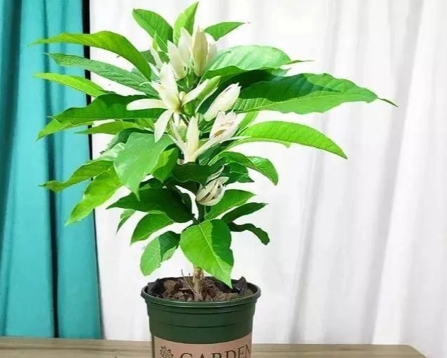 白蘭花養護 白蘭花養護