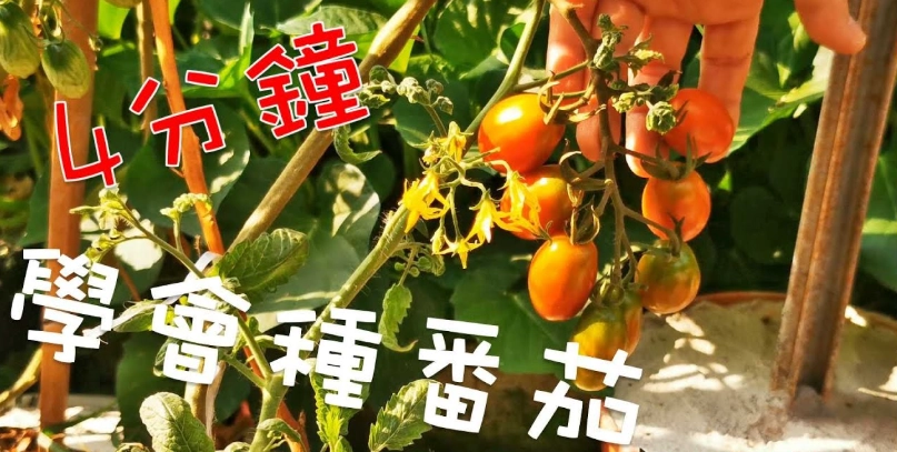 小番茄種植方法 小番茄種植方法