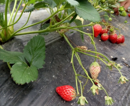 新竹草莓園推薦