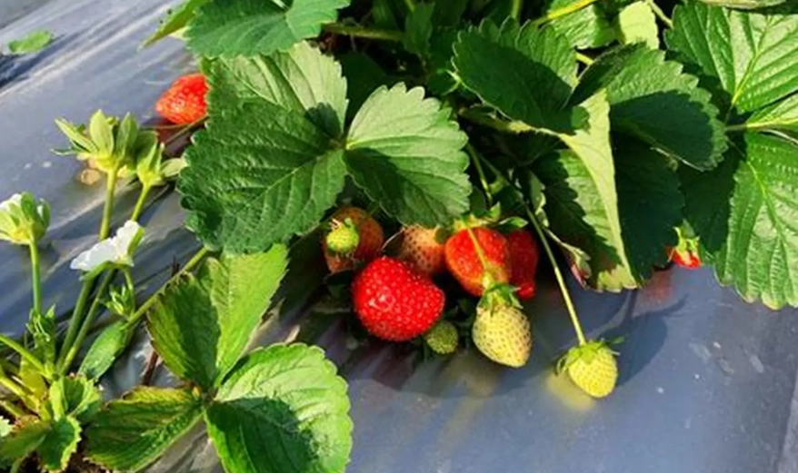 新竹採草莓 新竹採草莓