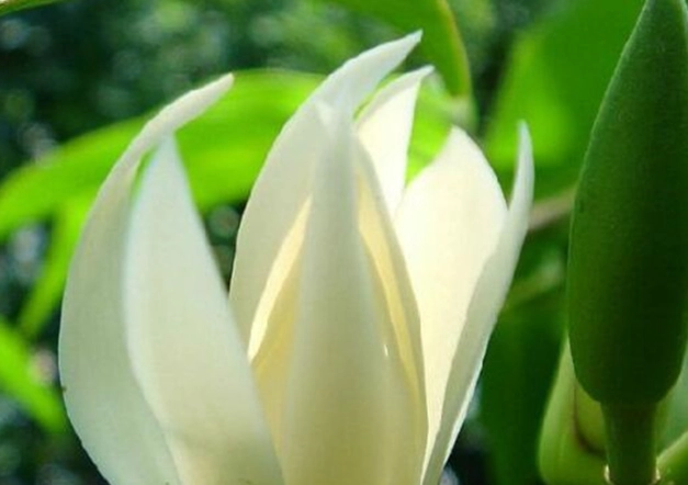 白蘭花養護 白蘭花養護