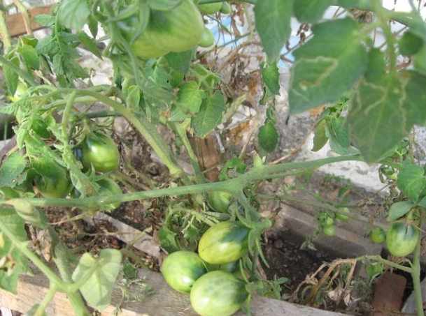 小番茄種植方法 小番茄種植方法