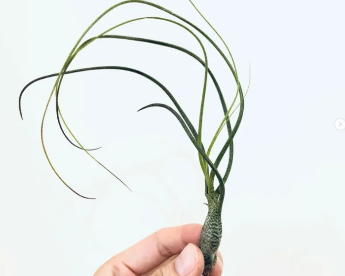 香港空气草养护