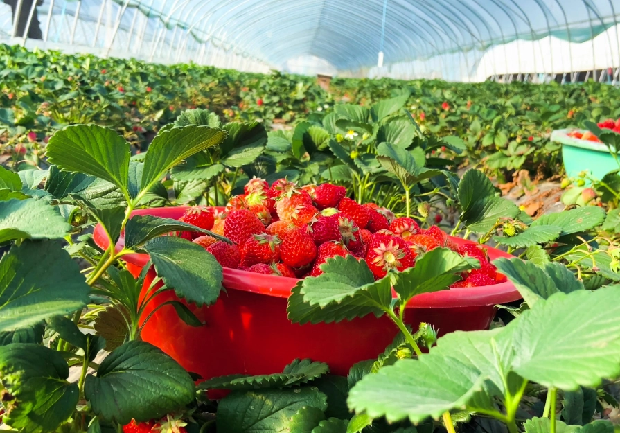 雲林草莓農場 雲林草莓農場