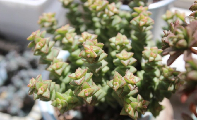 多肉植物澆水方法