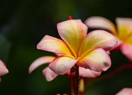 植物不開花原因