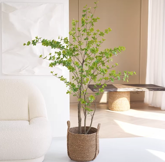 吊鐘樹種植方法 吊鐘樹種植方法