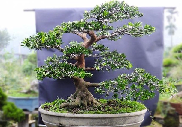 小盆栽造型技巧 小盆栽造型技巧